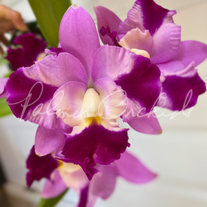 C. Little Dipper-Rosie's Surprise — Palmer Orchids